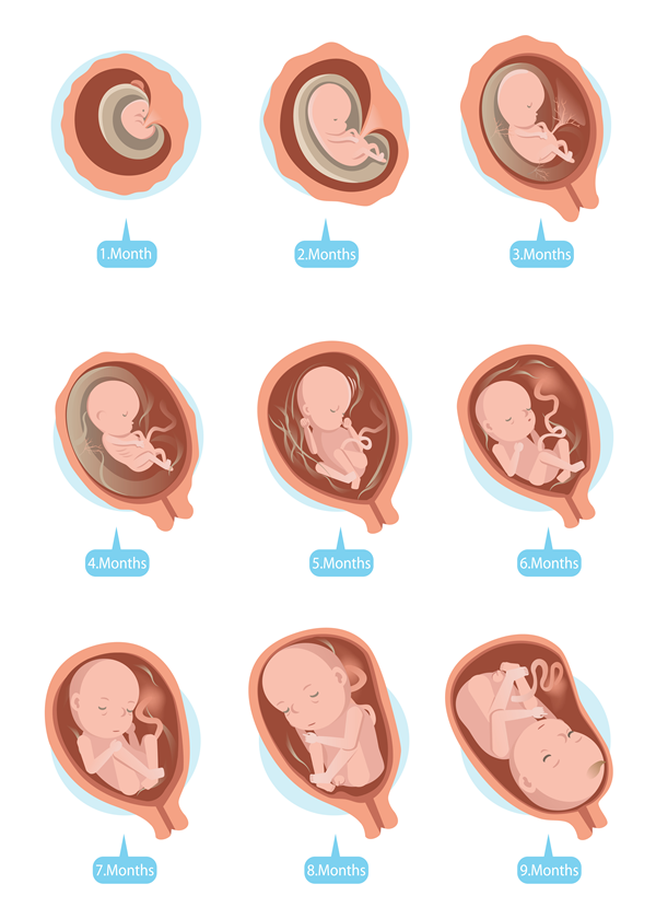 胎児の成長の過程は感動的♪妊娠月ごとの赤ちゃんの様子を知ろう